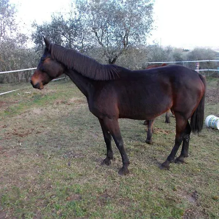 Podere Leporino Apartmán Sarteano